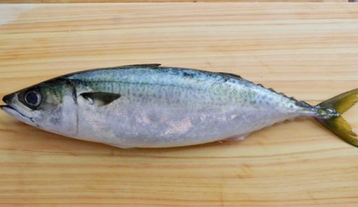 鮨が10倍楽しくなる旬魚の世界 No 23 夏 アジ 鰺 すしログ The Encyclopedia Of Sushi