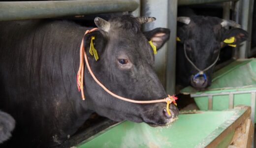ブランド牛キラー。広島県で至高の和牛「榊山牛」を育てる！馬上畜産さんをレポート