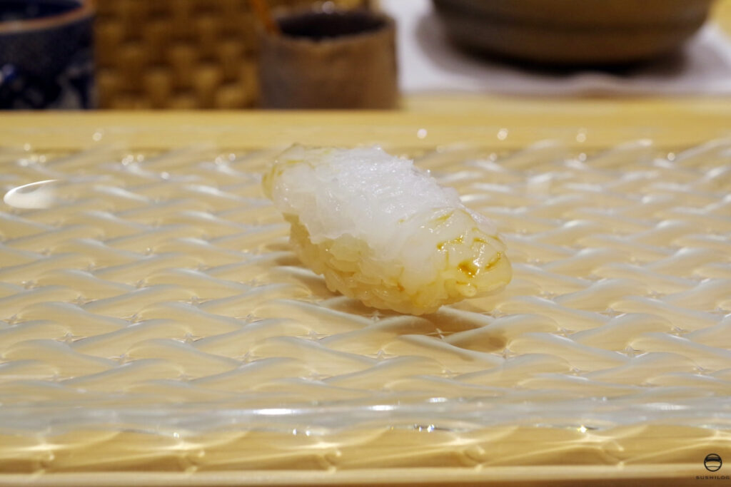 アオリイカ