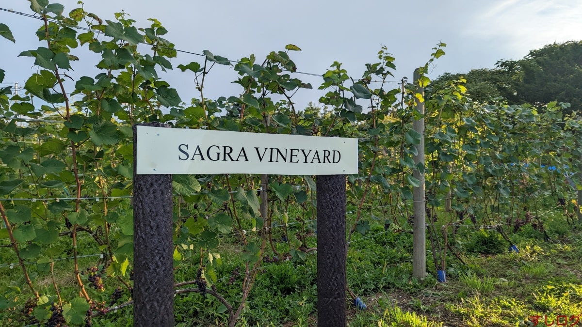 SAGRワイン畑
