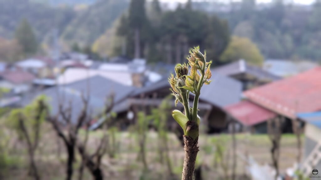 山肴野蔌