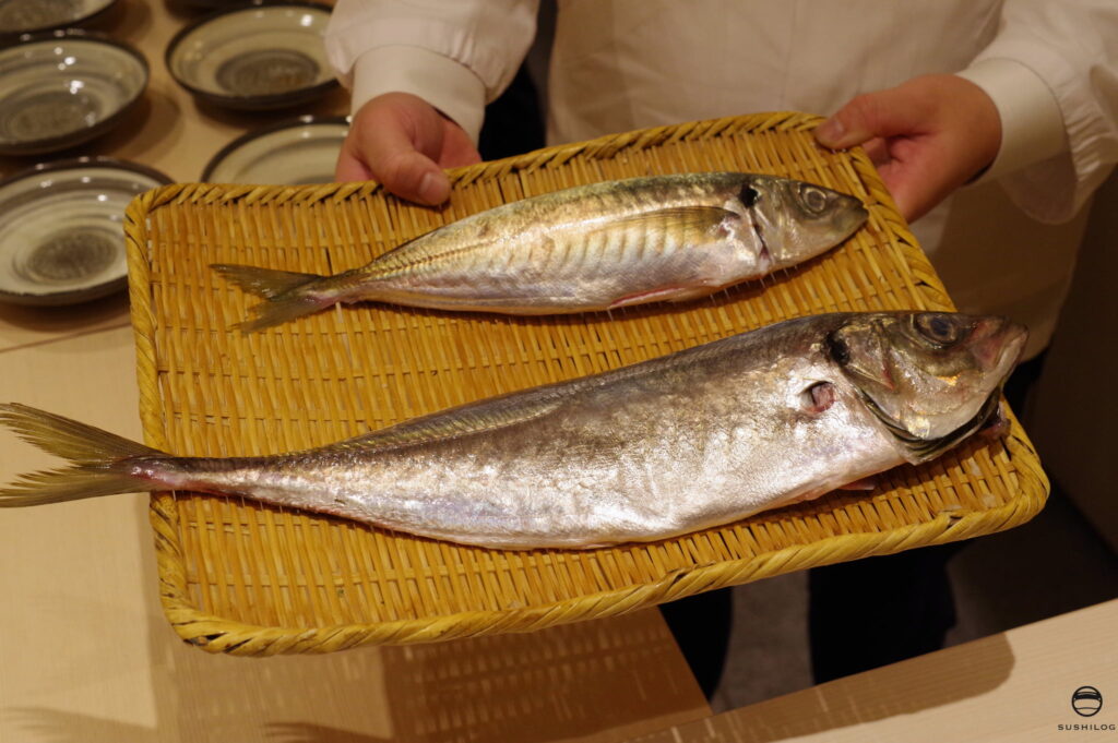 マアジとマルアジの刺身02